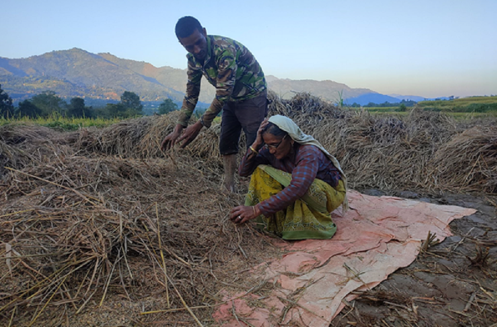 फड्के कीराको समस्याबाट सधैँ पिडित पाल्पाका किसान