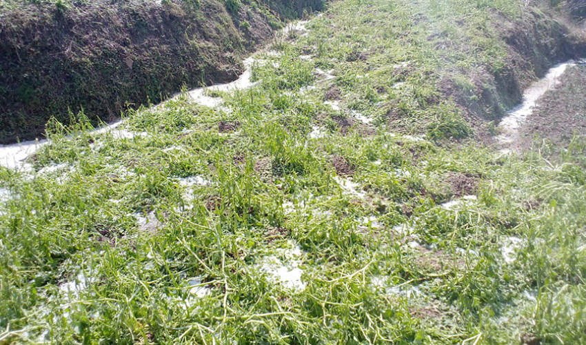 असिना पानीले किसानको अन्नबालीमा क्षति