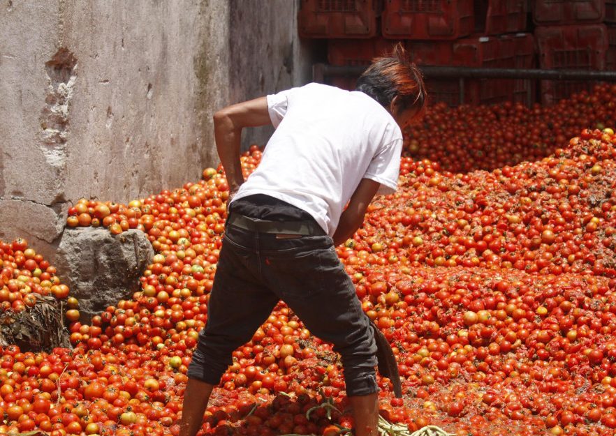 किसानले बजारमै फ्याँके टमाटर, नेपाली टमाटर प्रतिकेजी पाँच रुपैयाँ ?