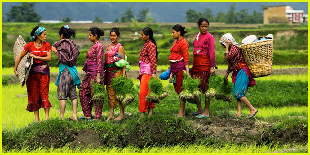 मनसुन ढिलो सुरु भएकाले यो वर्ष रोपाइँमा ढिलाइ