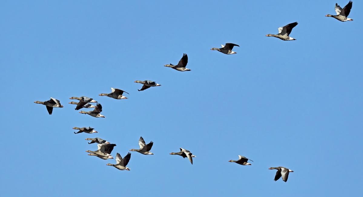 यो सिजन किन घटे आप्रवासी चरा ?