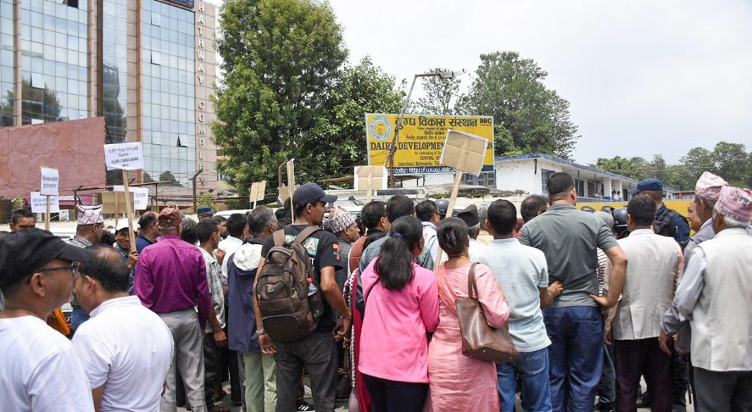 रकम भुक्तानीको माग गर्दै दुग्ध किसान आन्दोलित