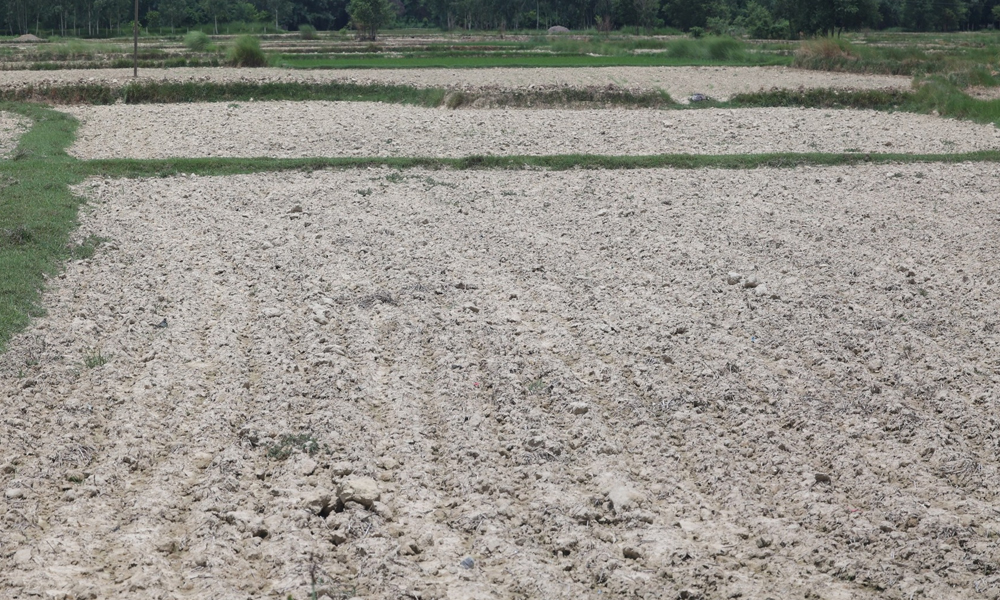 मधेसमा ५ सय डिप बोरिङ जडान गर्ने घोषणा