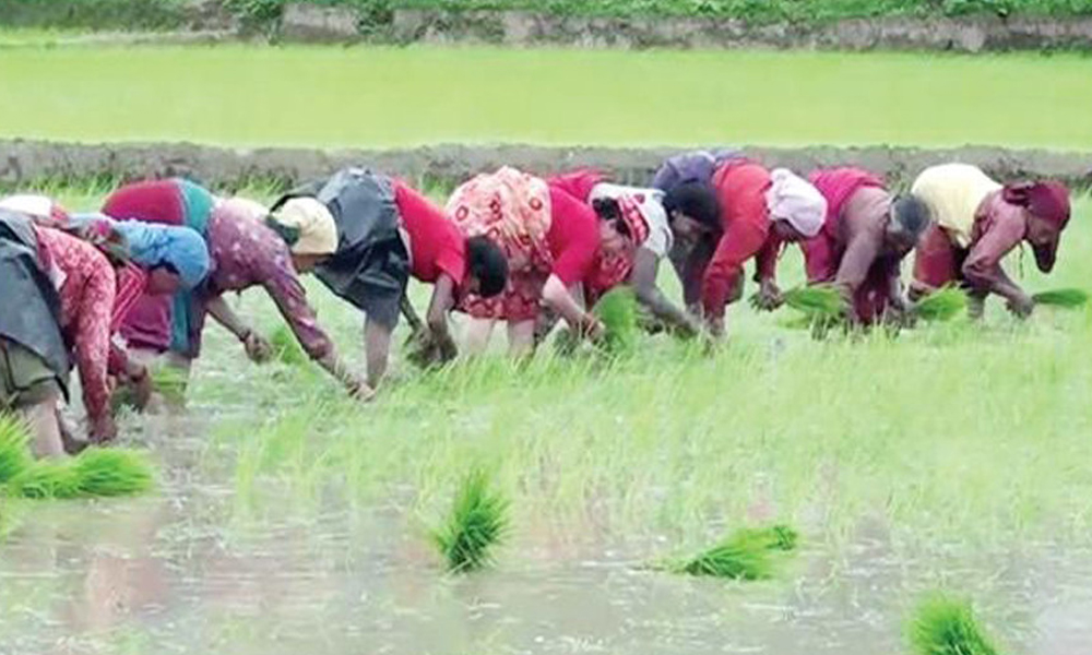 मनसुनी प्रतिकूलताले धान रोपाइँ घट्यो