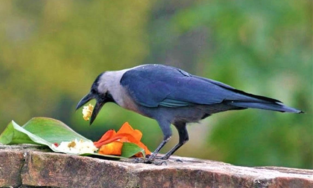 कार्तिक कृष्ण त्रयोदशी: आज काग तिहार पर्व