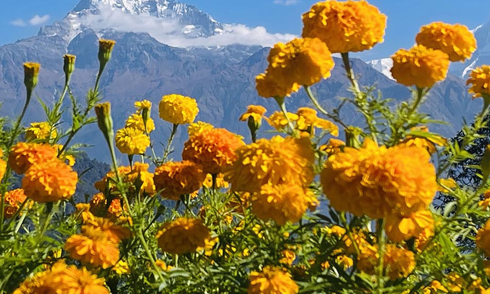 यमपञ्चक सुरु, धनतेरस र यमदीपदान आज, भोलि कागतिहार