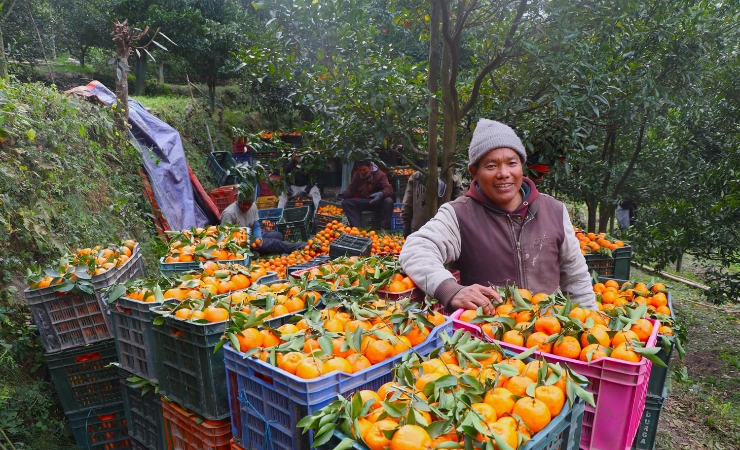 म्याग्दीको दोसल्लेका किसानले सुन्तलाबाट कमाए दुई करोड