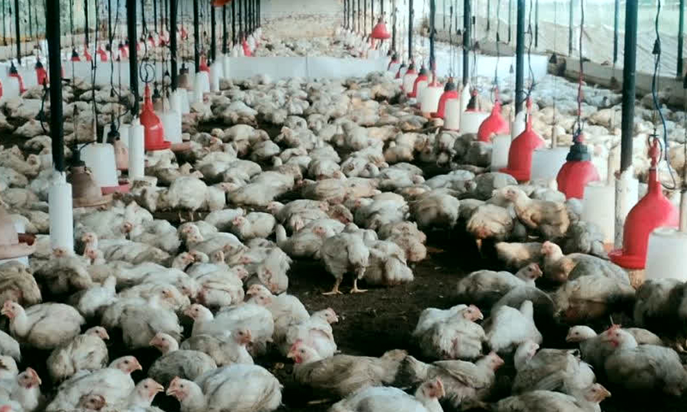 कोशी प्रदेशका तीन जिल्लामा बर्ड फ्लू संक्रमण