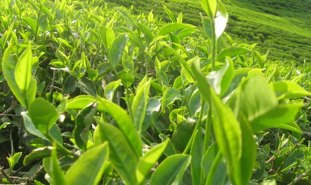 भारततर्फ चिया निर्यातको अवरोध तत्कालका लागि हट्यो